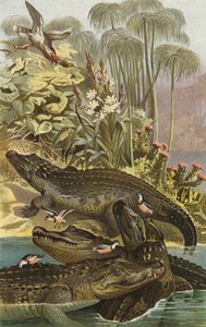 Nilkrokodil 作者 欧洲学校